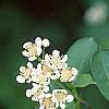Aronia melanocarpa, flowers