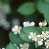 Aronia melanocarpa, flowers