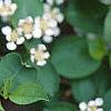 Aronia melanocarpa, flowers