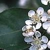 Aronia melanocarpa, flowers