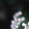 Aronia melanocarpa, flowers
