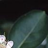 Aronia melanocarpa, flowers
