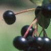 Aronia melanocarpa, fruit