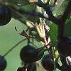 Aronia melanocarpa, fruit