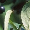 Aronia melanocarpa, fruit
