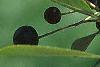 Aronia melanocarpa, fruit