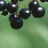 Aronia melanocarpa, fruit