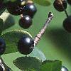 Aronia melanocarpa, fruit