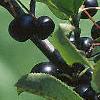Aronia melanocarpa, fruit