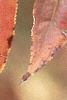 Aronia melanocarpa, fall color