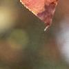 Aronia melanocarpa, fall color