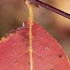 Aronia melanocarpa, fall color