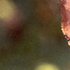 Aronia melanocarpa, fall color