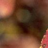 Aronia melanocarpa, fall color