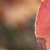 Aronia melanocarpa, fall color
