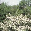 Aronia melanocarpa 'Elata', habit