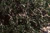 Aronia melanocarpa 'Elata', habit