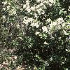 Aronia melanocarpa 'Elata', habit