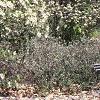 Aronia melanocarpa 'Elata', habit