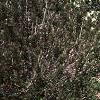 Aronia melanocarpa 'Elata', habit