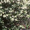 Aronia melanocarpa 'Elata', habit