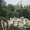 Aronia melanocarpa 'Elata', habit