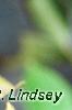 Aronia x prunifolia, fruit