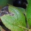 Aronia x prunifolia, fruit