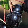 Aronia x prunifolia, fruit