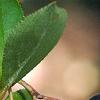 Aronia x prunifolia, fruit