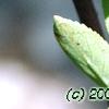 Aronia x prunifolia, fruit
