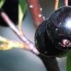 Aronia x prunifolia, fruit