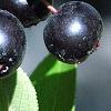 Aronia x prunifolia, fruit