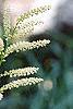 Aruncus aesthusifolius, habit