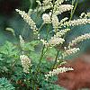 Aruncus aesthusifolius, habit