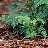 Aruncus aesthusifolius, habit