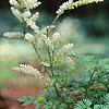 Aruncus aesthusifolius, habit