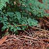 Aruncus aesthusifolius, habit