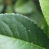Chaenomeles japonica, leaves