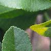 Chaenomeles japonica, leaves