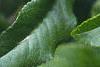 Chaenomeles japonica, leaves