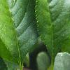 Chaenomeles japonica, leaves