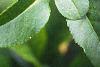 Chaenomeles japonica, leaves