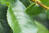 Chaenomeles japonica, leaves