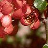 Chaenomeles japonica, flowers