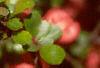 Chaenomeles japonica, flowers