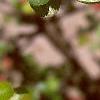 Chaenomeles japonica, flowers