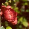Chaenomeles japonica, flowers