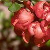 Chaenomeles japonica, flowers