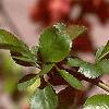 Chaenomeles japonica, flowers